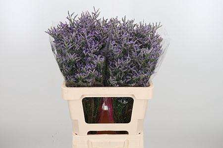<h4>LIMONIUM SKYLIGHT 20GR</h4>