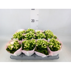 Kalanchoe   ...mini