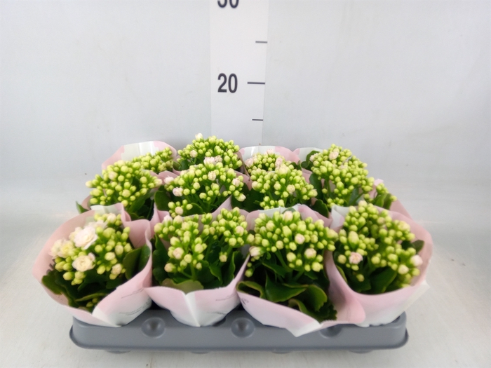 <h4>Kalanchoe   ...mini</h4>