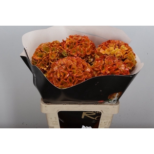 Wax Hydrangea Hydr Wax Classic Gold