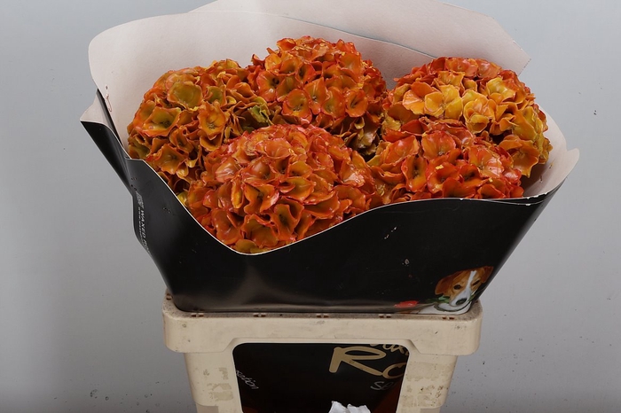 <h4>Hydr Wx (ex) Classic Gold</h4>