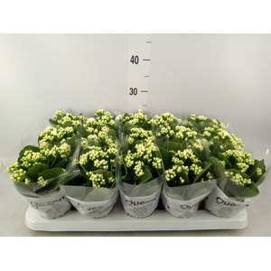 Kalanchoe blos. 'RosFlow Sia'
