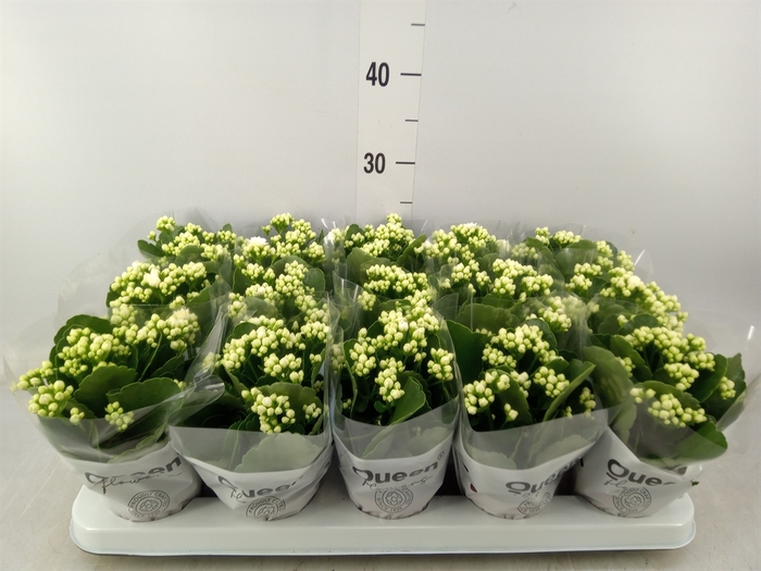 <h4>Kalanchoe blos. 'RosFlow Sia'</h4>