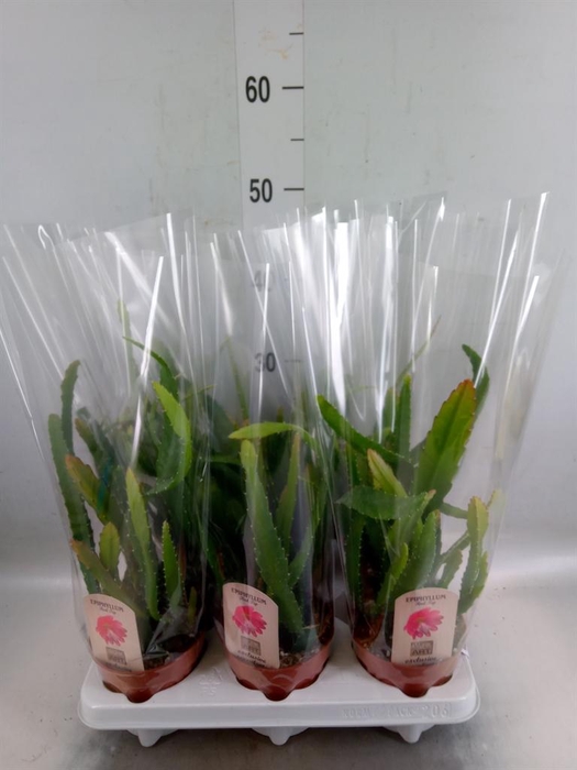 <h4>Epiphyllum   ...</h4>