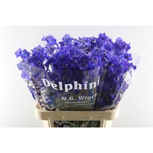 Delph En Atlantis L 80