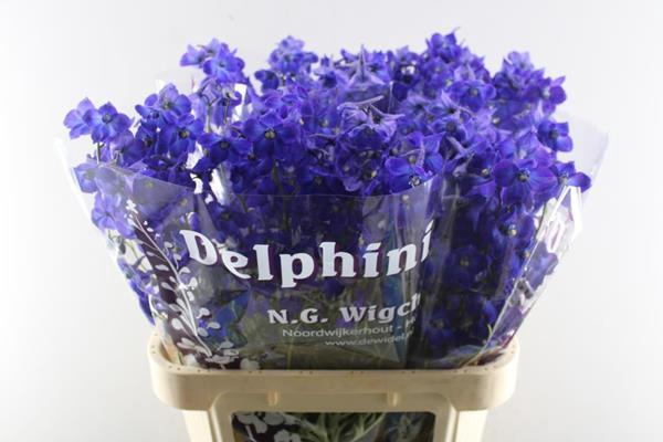 <h4>Delph En Atlantis L 80</h4>