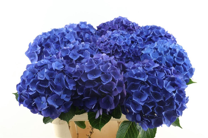 <h4>Hydr M Anne 80-21</h4>