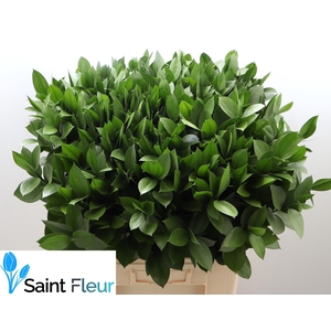 RUSCUS HYPOPHYLLUM 70 CM (BOX)