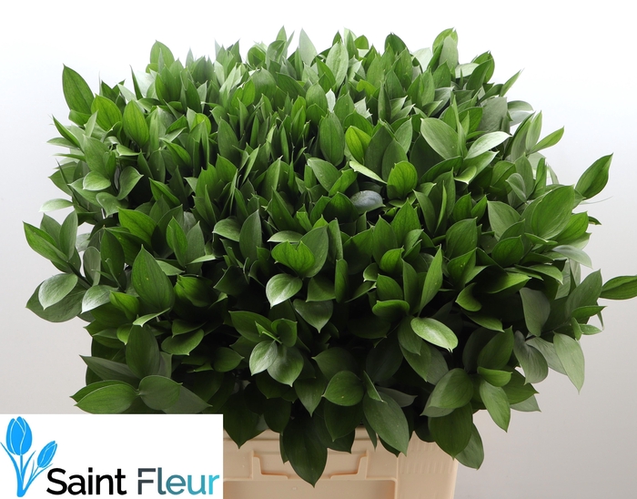 <h4>RUSCUS HYPOPHYLLUM 70 CM (BOX)</h4>