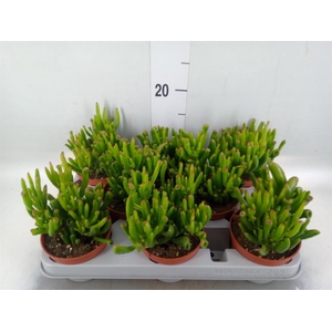 Crassula ovata 'Gollum'