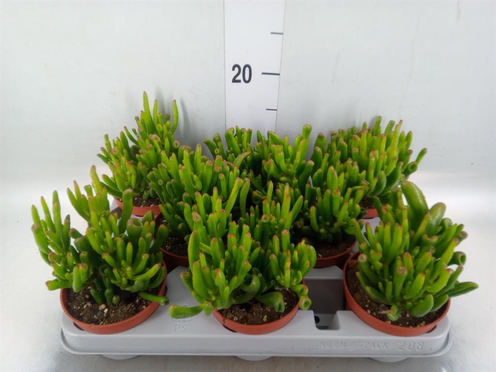 <h4>Crassula ovata 'Gollum'</h4>