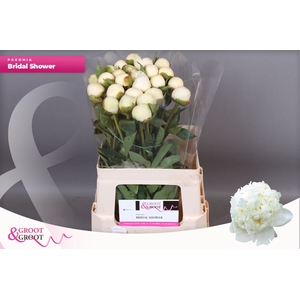 Paeonia Bridal Shower