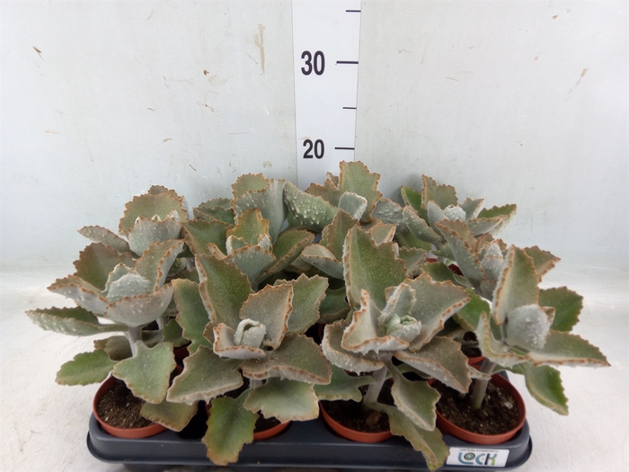 <h4>Kalanchoe NF beharensis</h4>