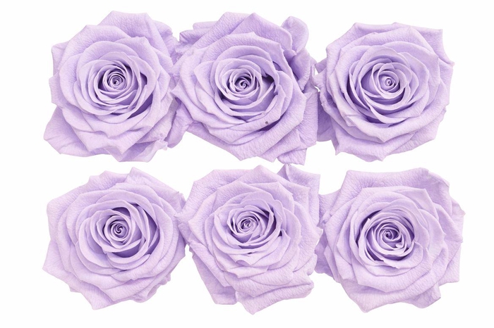 <h4>Ro Pres Classic Mauve</h4>