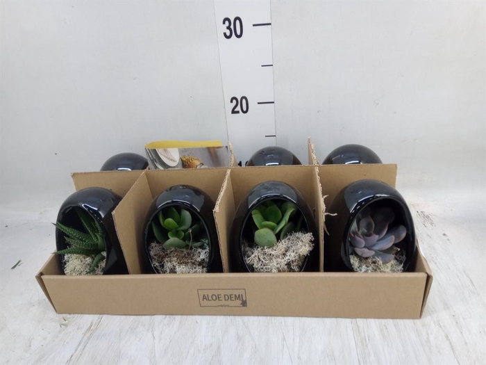 <h4>Arr.  Succulents L%</h4>