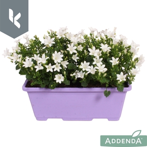 Campanula Ambella Intense White in balkonbak