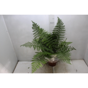 ASPLENIUM PARVATI P17