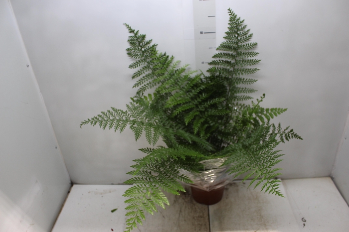 <h4>ASPLENIUM PARVATI P17</h4>