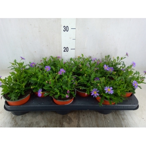 Brachycome  'Brasco Violet'