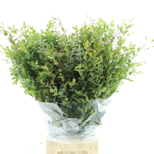 Euca Parvi 300gram
