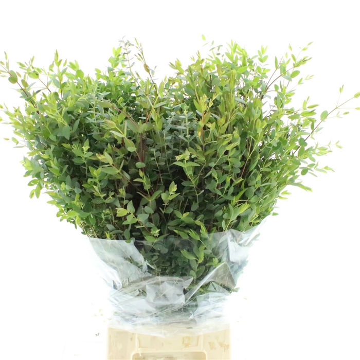 <h4>Euca Parvi 300gram</h4>