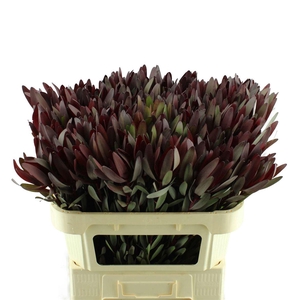 Leucadendron Safari Sunset