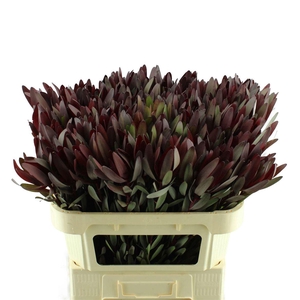 Leucadendron Safari Sunset