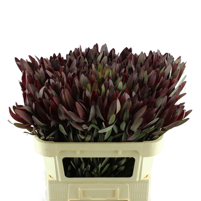 <h4>Leucadendron Safari Sunset</h4>