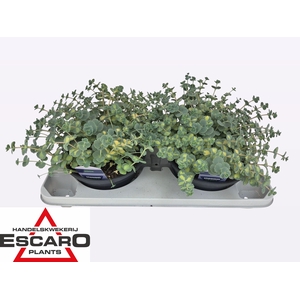 SEDUM SI MEDIOVARIEG