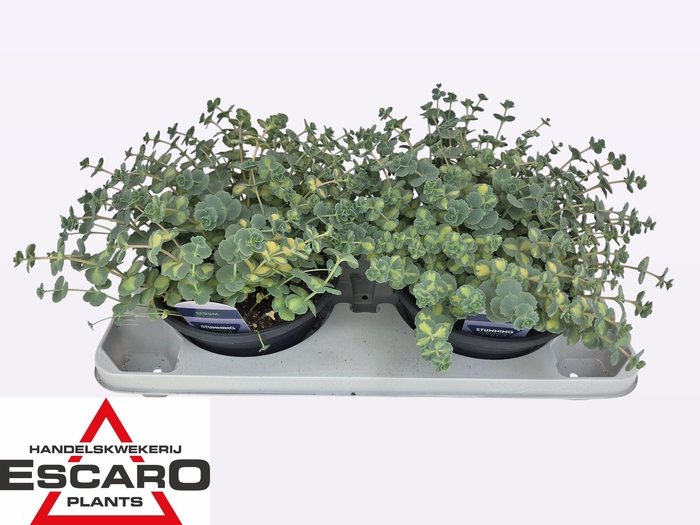 <h4>SEDUM SI MEDIOVARIEG</h4>