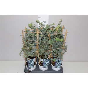 Eucalyptus Gunnii Op Rek