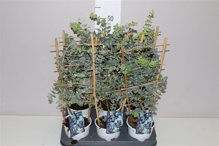 <h4>Eucalyptus Gunnii Op Rek</h4>