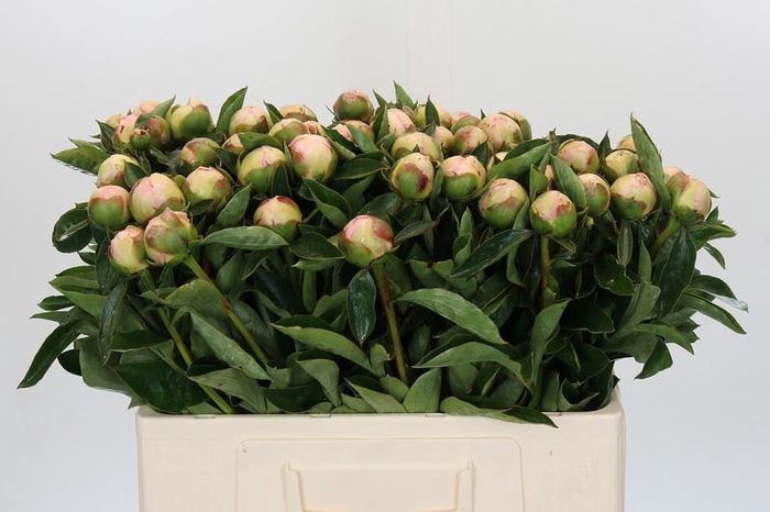<h4>Paeonia Raspberry Sundae</h4>