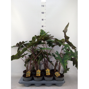 Alocasia  'Jacklyn'