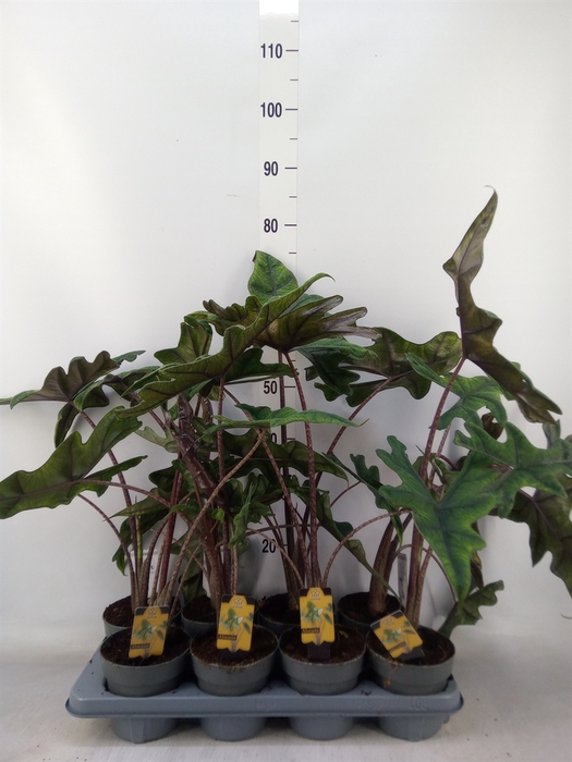<h4>Alocasia  'Jacklyn'</h4>