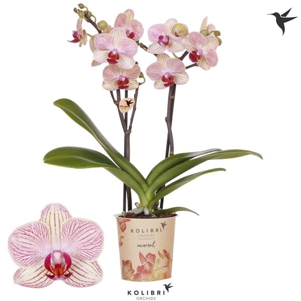 <h4>Phalaenopsis Multifloratypes Floriclone Spring Moods</h4>