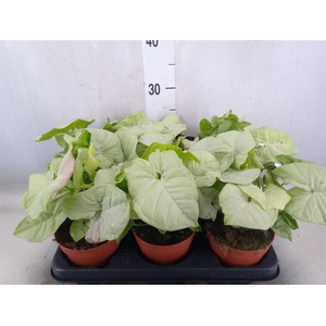 Syngonium   ...