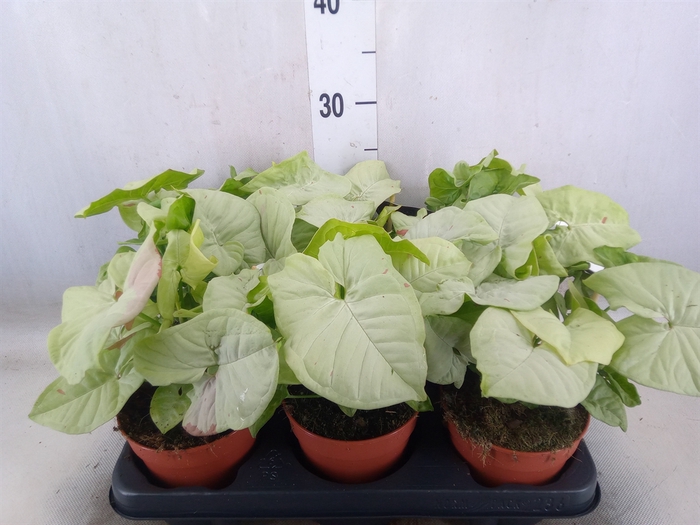 <h4>Syngonium   ...</h4>