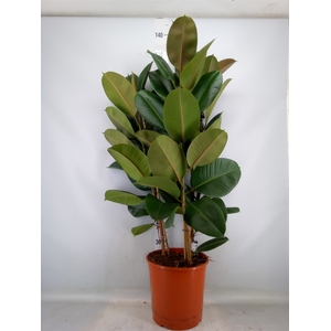 Ficus elastica 'Robusta'