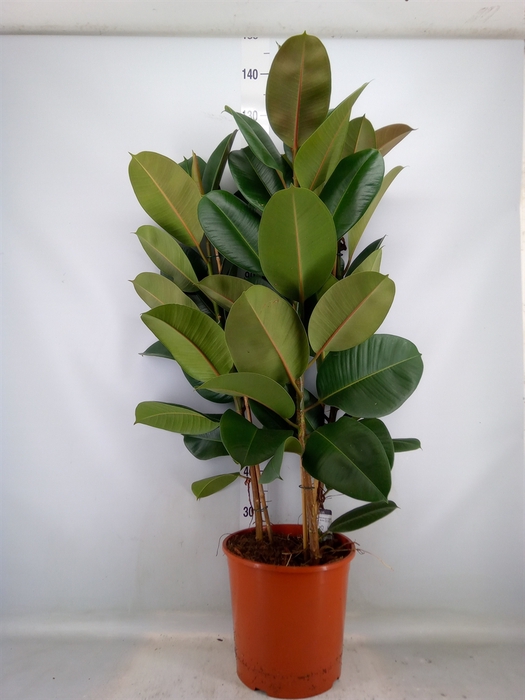 <h4>Ficus elastica 'Robusta'</h4>