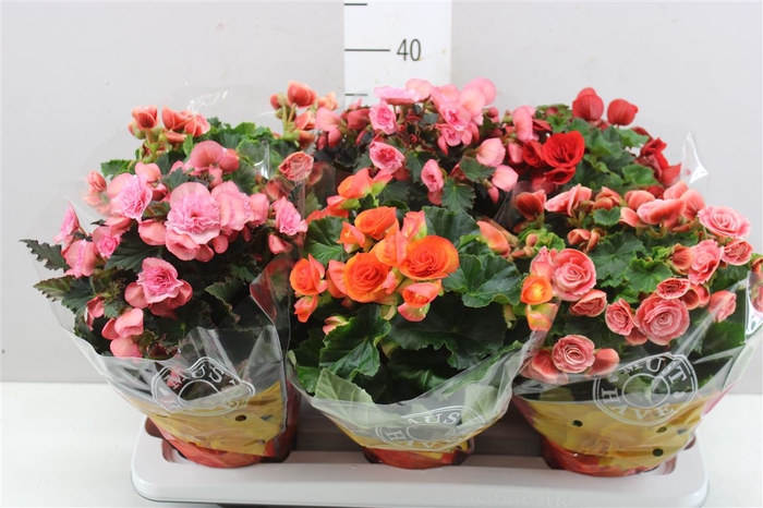 <h4>Begonia Du Gemengd</h4>