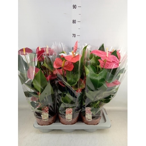 Anthurium   ...mix 4