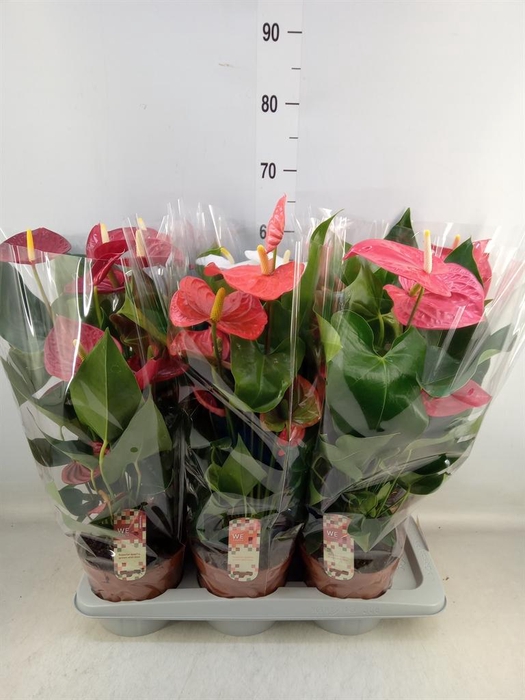 <h4>Anthurium ...mix 4</h4>