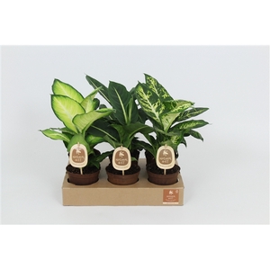 Natural Gift Dieffenbachia Gemengd 12 cm