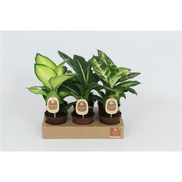 <h4>Natural Gift Dieffenbachia Gemengd 12 cm</h4>