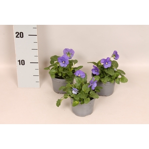 Viola cornuta F1 True Blue