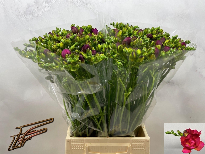 <h4>Freesia du Expression</h4>