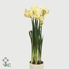 Narcis D Bridal Crow