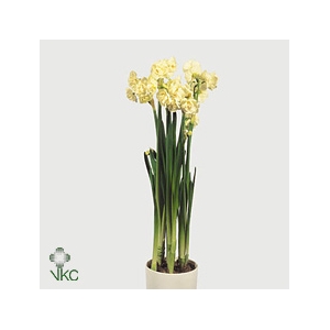 NARCIS D BRIDAL CROW