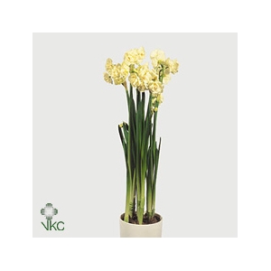 Narcis D Bridal Crow